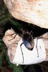 Carabus intricatus