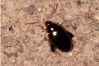 Psylliodes