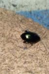 Psylliodes