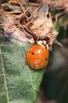 Harmonia axyridis