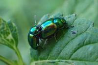 Chrysolina fastuosa