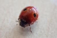 Adalia bipunctata