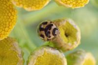 Propylea quatuordecimpunctata