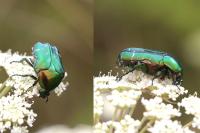 Cetonia aurata