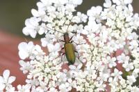 Chrysanthia geniculata