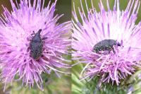 Larinus