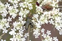 Oedemera flavipes