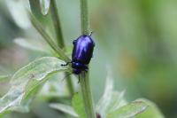 Chrysolina coerulans