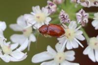 Neocrepidodera