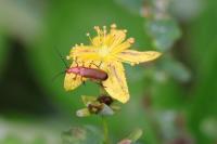 Rhagonycha fulva