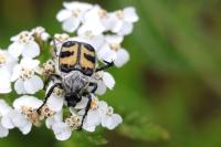 Trichius fasciatus
