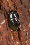 Platysoma compressum