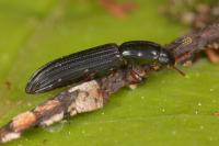 Colydium elongatum