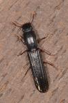 Colydium elongatum