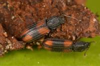 Bitoma crenata
