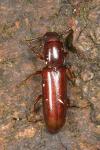 Corticeus unicolor