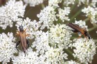 Oedemera podagrariae