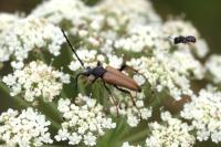 Stictoleptura rubra