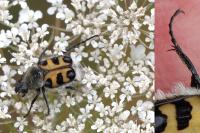Trichius gallicus