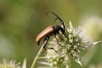 Stictoleptura rubra