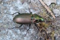 Poecilus cupreus