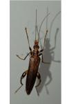 Oedemera femoralis