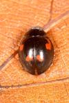 Exochomus quadripustulatus
