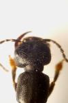 Tasgius melanarius