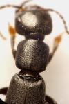 Tasgius melanarius