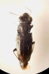 Notiophilus biguttatus