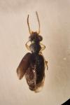 Asaphidion