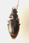 Bembidion lunulatum