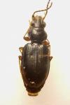 Bembidion lunulatum