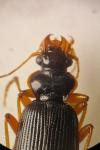 Leistus rufomarginatus