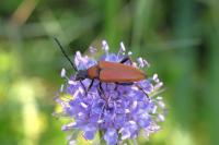 Stictoleptura rubra