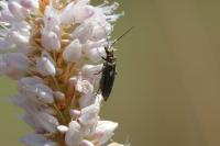 Oedemera