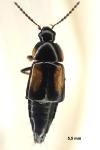 Tachinus subterraneus