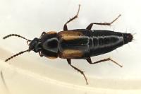 Tachinus subterraneus