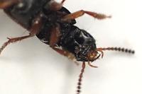 Quedius cruentus