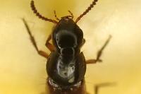 Quedius cruentus