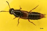 Quedius cruentus