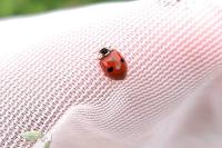 Adalia bipunctata