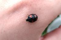 Harmonia axyridis
