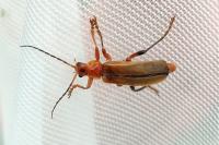 Cantharis livida