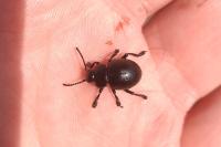 Timarcha goettingensis