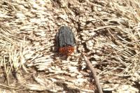 Oiceoptoma thoracicum