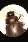 Chrysolina