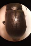 Chrysolina