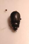 Chrysolina