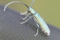 Agapanthia intermedia